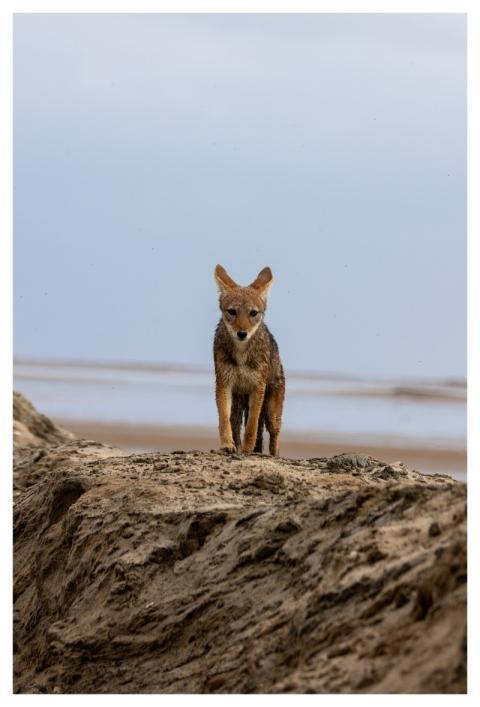 Jackal Namibia Desert Animal
