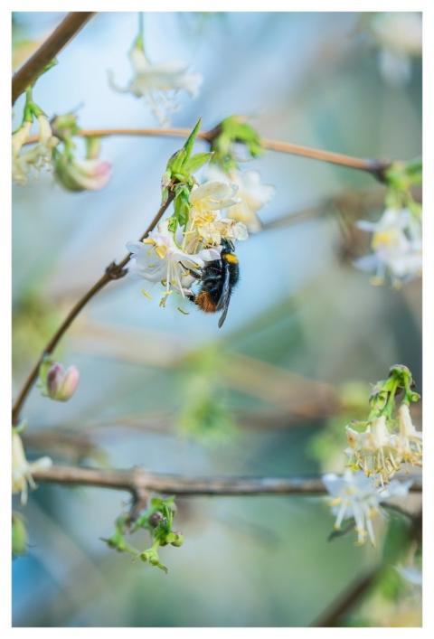 Bee Flower Nature Pollination