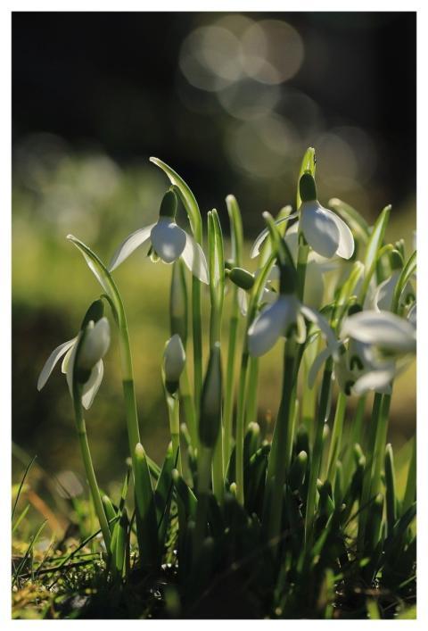 Snowdrop Nature Blossom Bloom