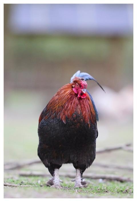 Haan Poultry Chicken Bird