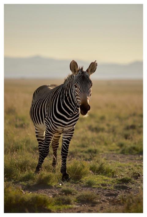 Zebra South Africa National Park Strip