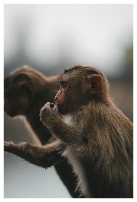 Monkey Animal Profile Nature