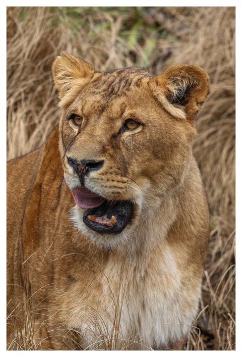 Lion Nature Animal Predator