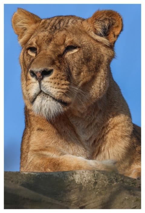 Lion Nature Animal Predator