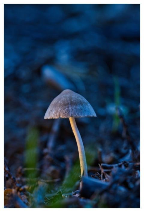 Mushroom Nature Fall Forest Floor