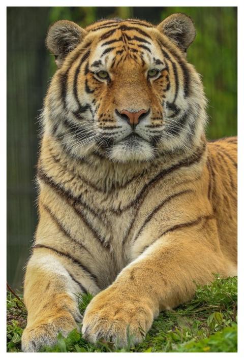 Tiger Nature Animal Predator