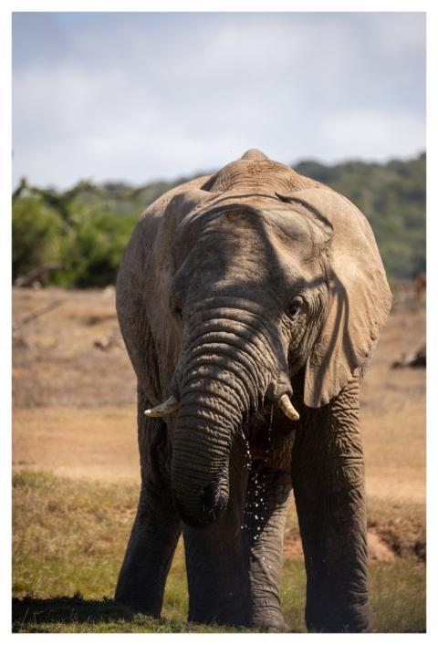 Elephant Nature Africa Reserve