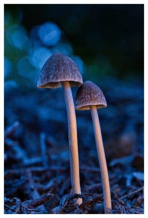 Mushroom Nature Fall Forest Floor