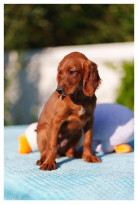Dog Irish Setter Puppies Animal