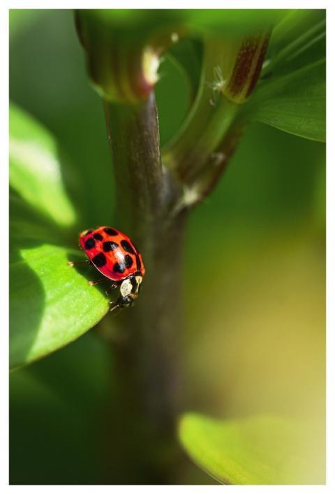 Ladybug Nature Insect Beetle