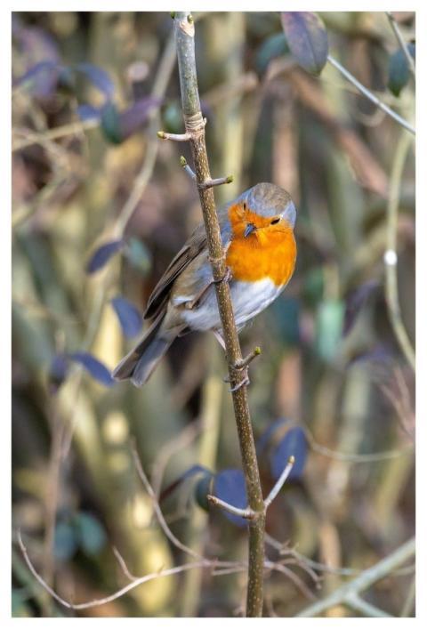 Robin Bird Animal European Robin