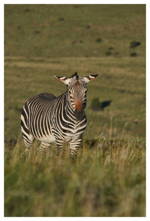 Nature Animal Safari Pachyderm