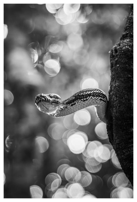 Snake Reptile Animal Carpet Python