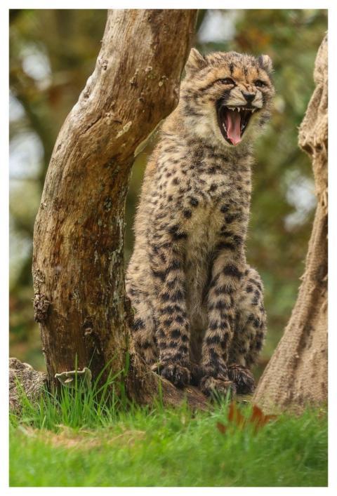 Cheetah Predator Nature Carla-Manneh