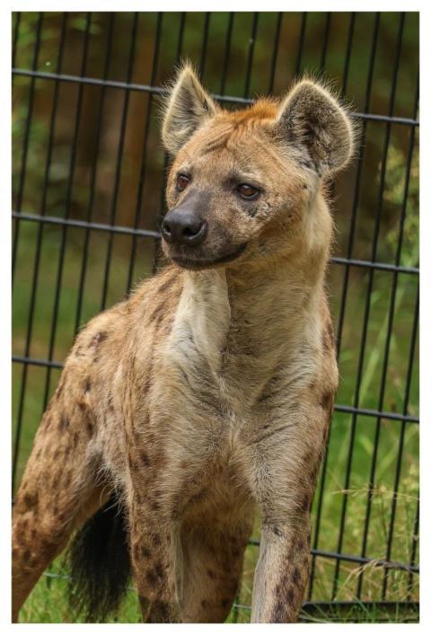 Hyena Animal Predator Nature