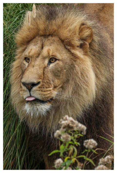 Lion Animal Predator Nature