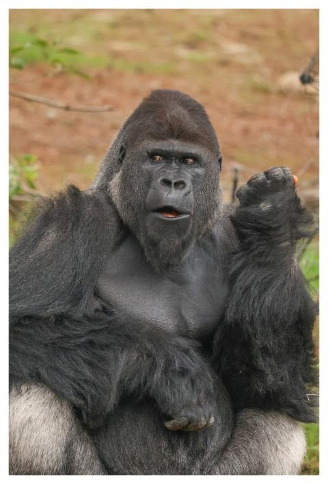 Gorilla Monkey Nature Animal