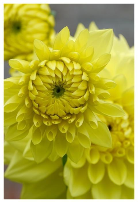 Dahlia Flower Flower Background Plant