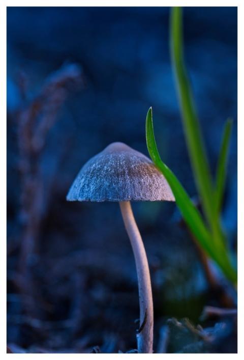 Mushroom Nature Fall Forest Floor