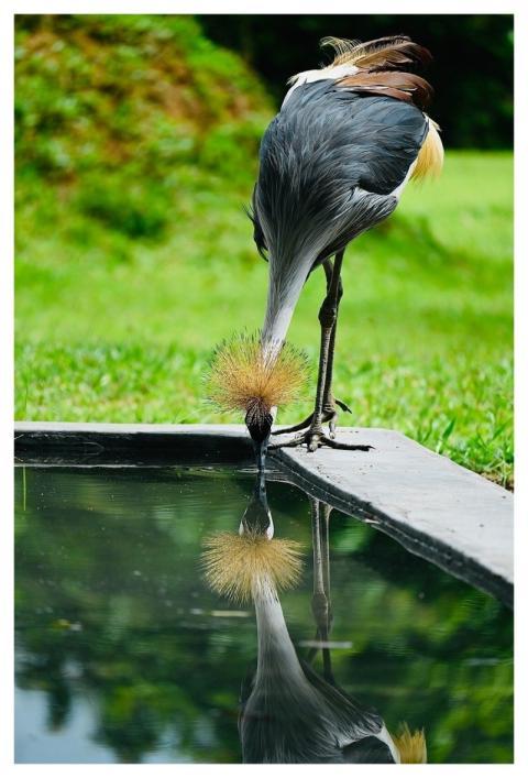 Crane Water Nature Lake