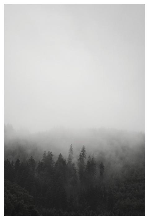Fog Mist Moody Monochrome