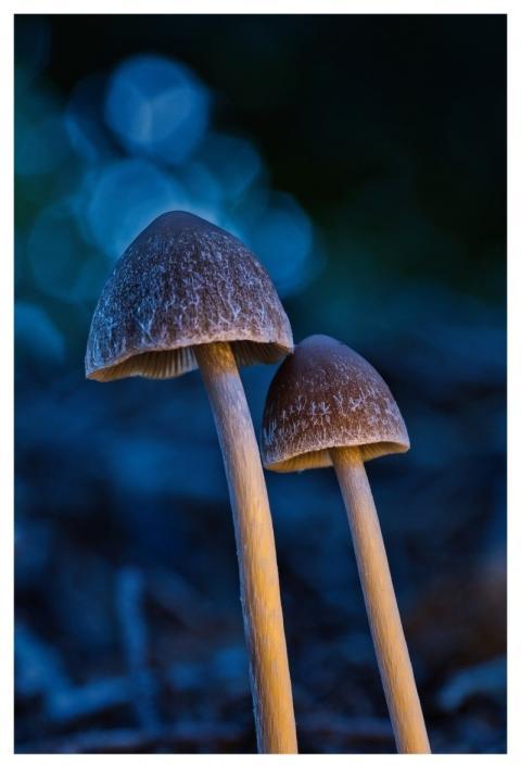 Mushroom Nature Fall Forest Floor