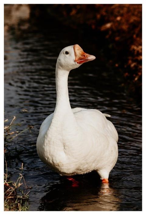 Goose River White Bird