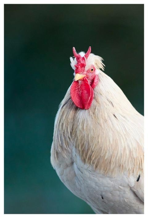 Haan Chicken Poultry Bird