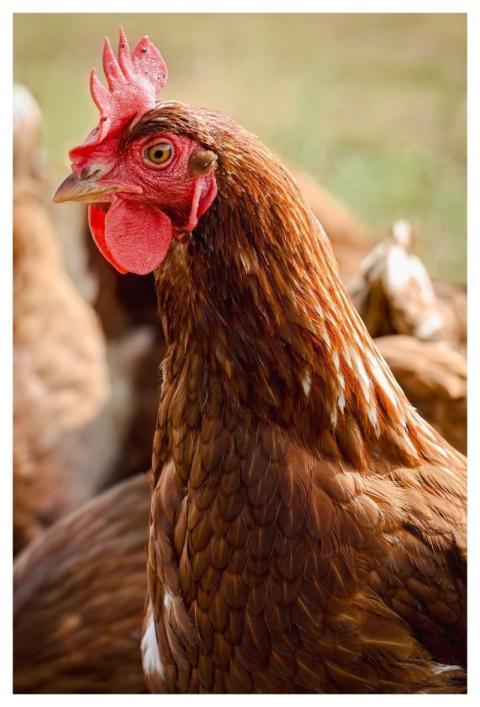 Chicken Nature Hen Bird