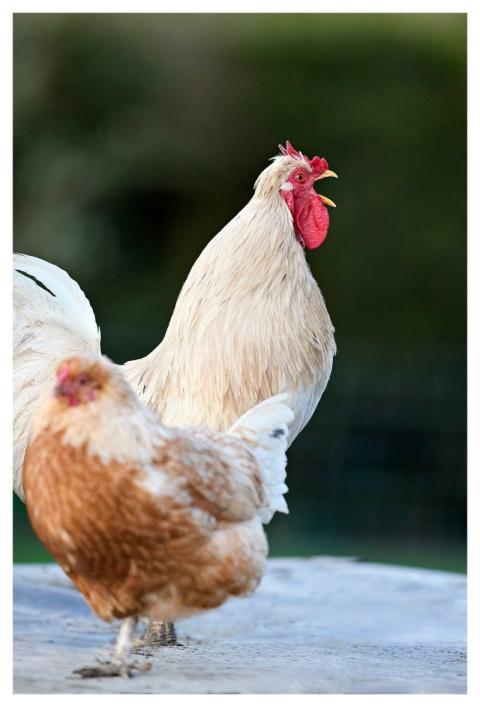 Haan Chicken Bird Poultry