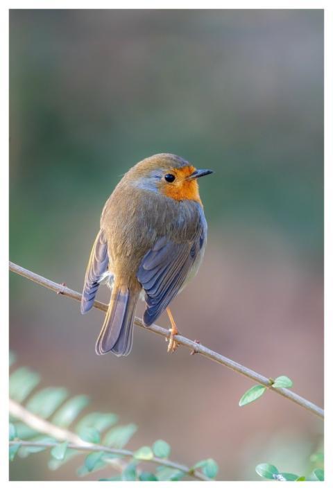 Robin Bird Animal European Robin