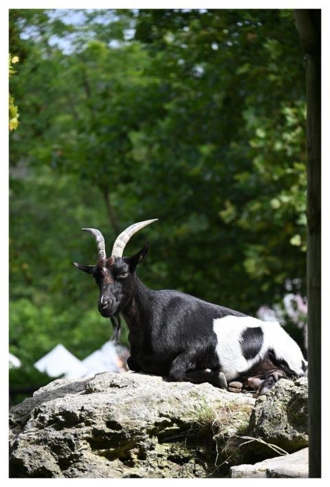 Goat Nature Animal Natural