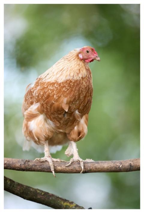 Chicken Laying Hen Poultry Bird