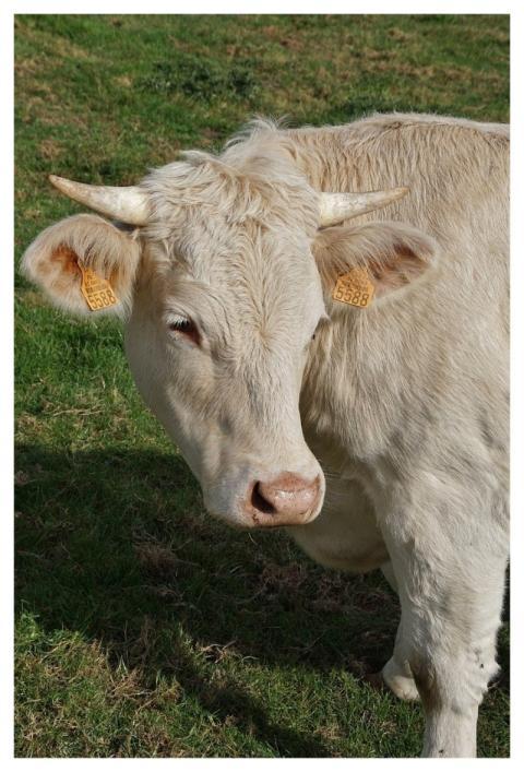 Cow Cattle Nature Animal