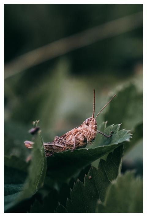 Grasshopper Insect Sheet Macro