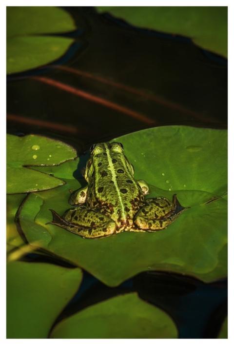 Frog Lily Pads Pond Wilderness