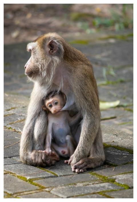 Long-Tailed Macaque Monkey Young Child