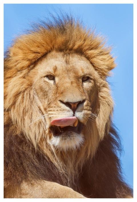 Lion Nature Animal Predator