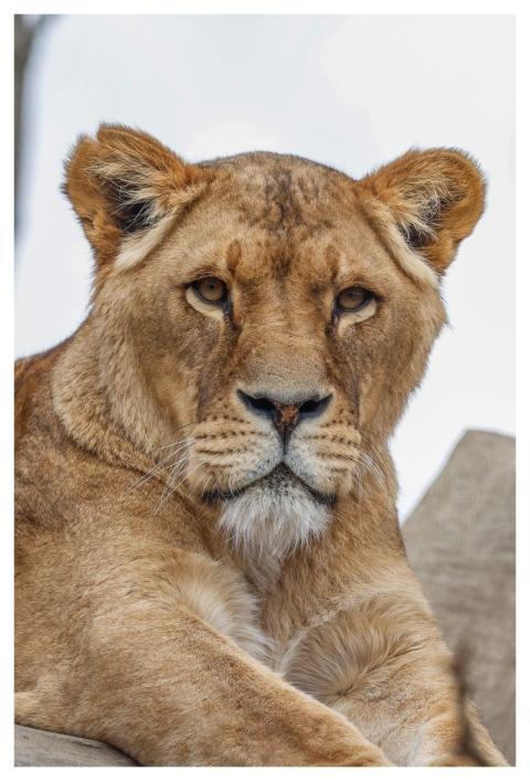 Nature Lion Animal Predator