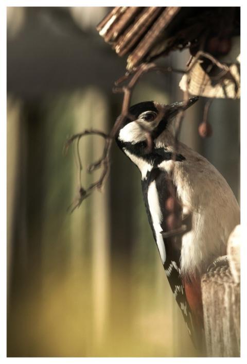 Woodpecker Bird Animal Bird Feeding