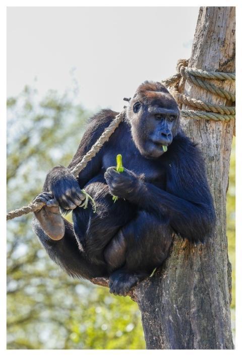 Monkey Nature Primate Animal