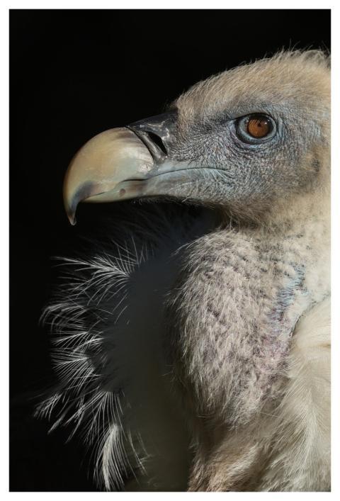 Vulture Bird Nature Animal