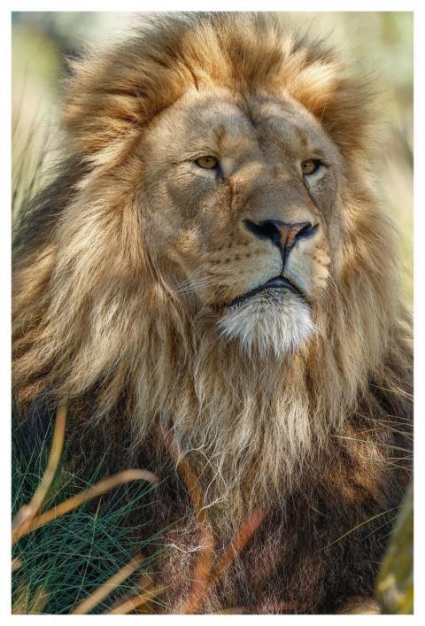 Lion Nature Animal Predator