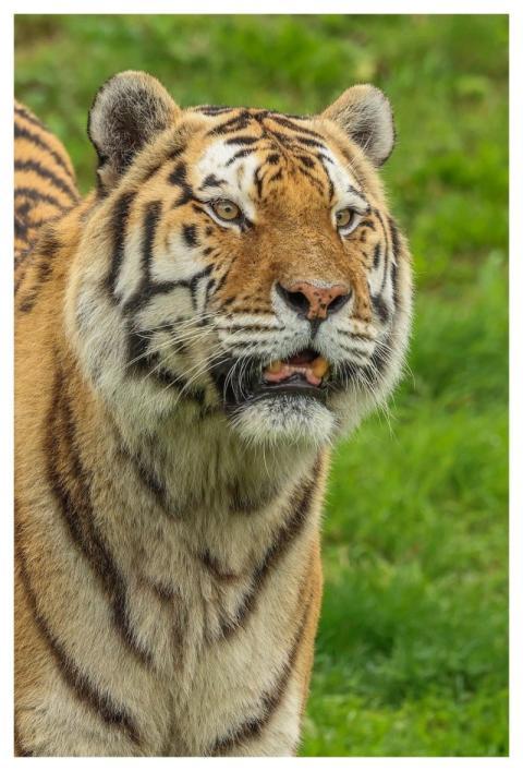 Tiger Nature Animal Predator