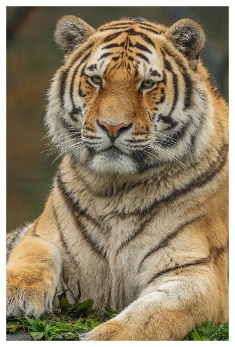 Tiger Nature Animal Predator