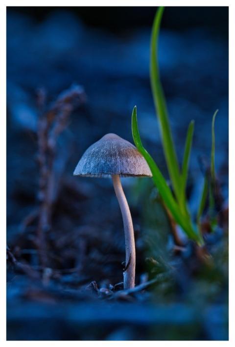Mushroom Nature Fall Forest Floor