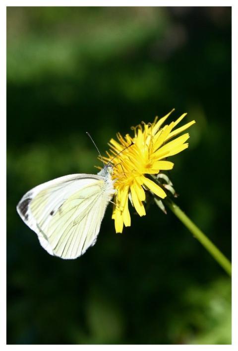 Butterfly Flower Wallpaper Flower Dandelion