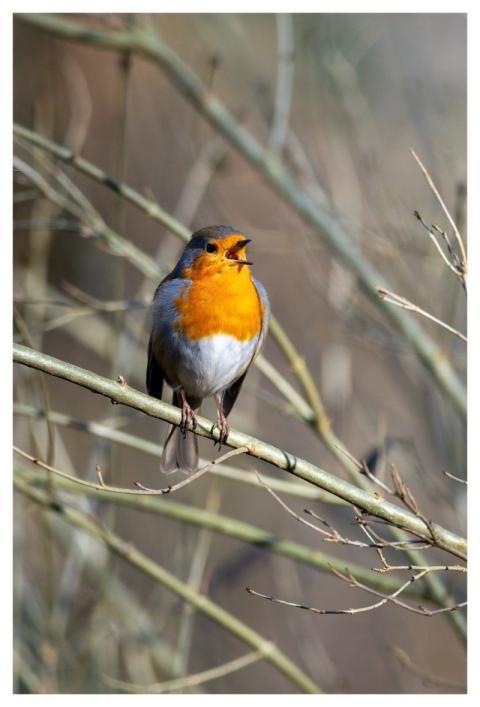 Robin European Robin Animal Wildlife