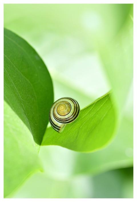 Snail Shell Nature Mollusc