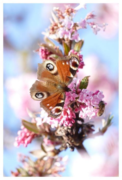 Butterfly Peacock Eye Nature Blossom